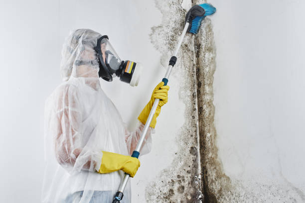 Best Residential Mold Remediation in Smithville, TN