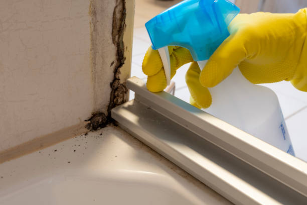 Best Residential Mold Remediation in Smithville, TN