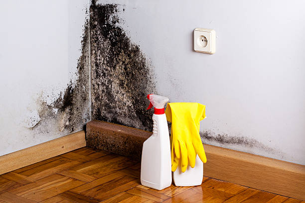 Best Health and Safety Mold Remediation in Smithville, TN