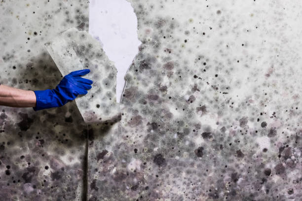 Best Insurance-Related Mold Remediation in Smithville, TN