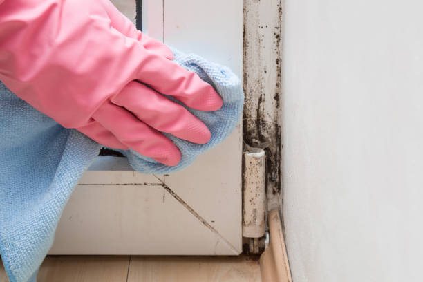 Best White Mold Remediation in Smithville, TN